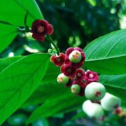 Chekurmanis Plant