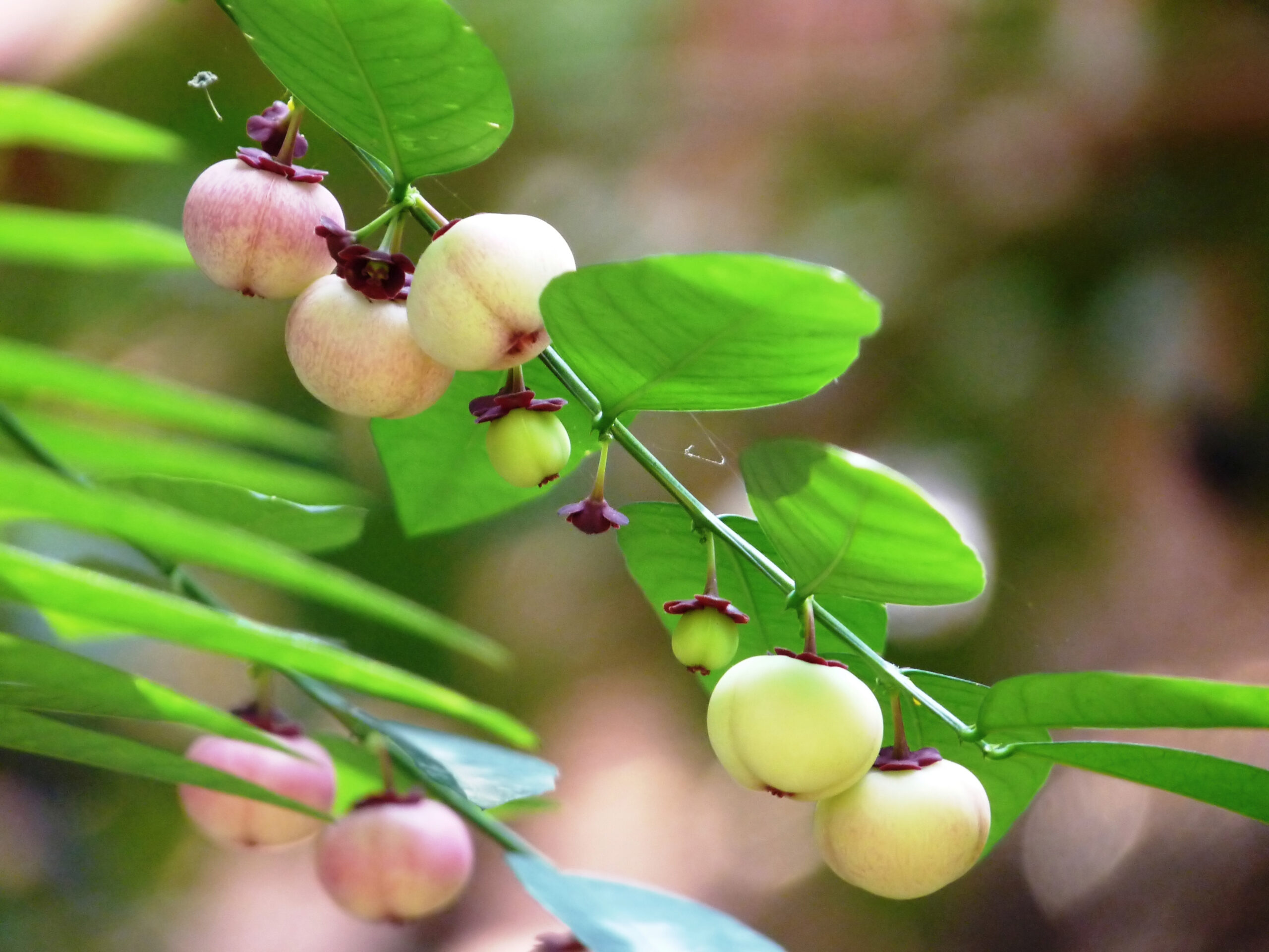 Chekurmanis Plant