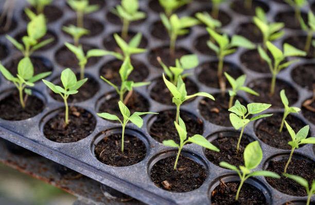 Chilli Seedlings