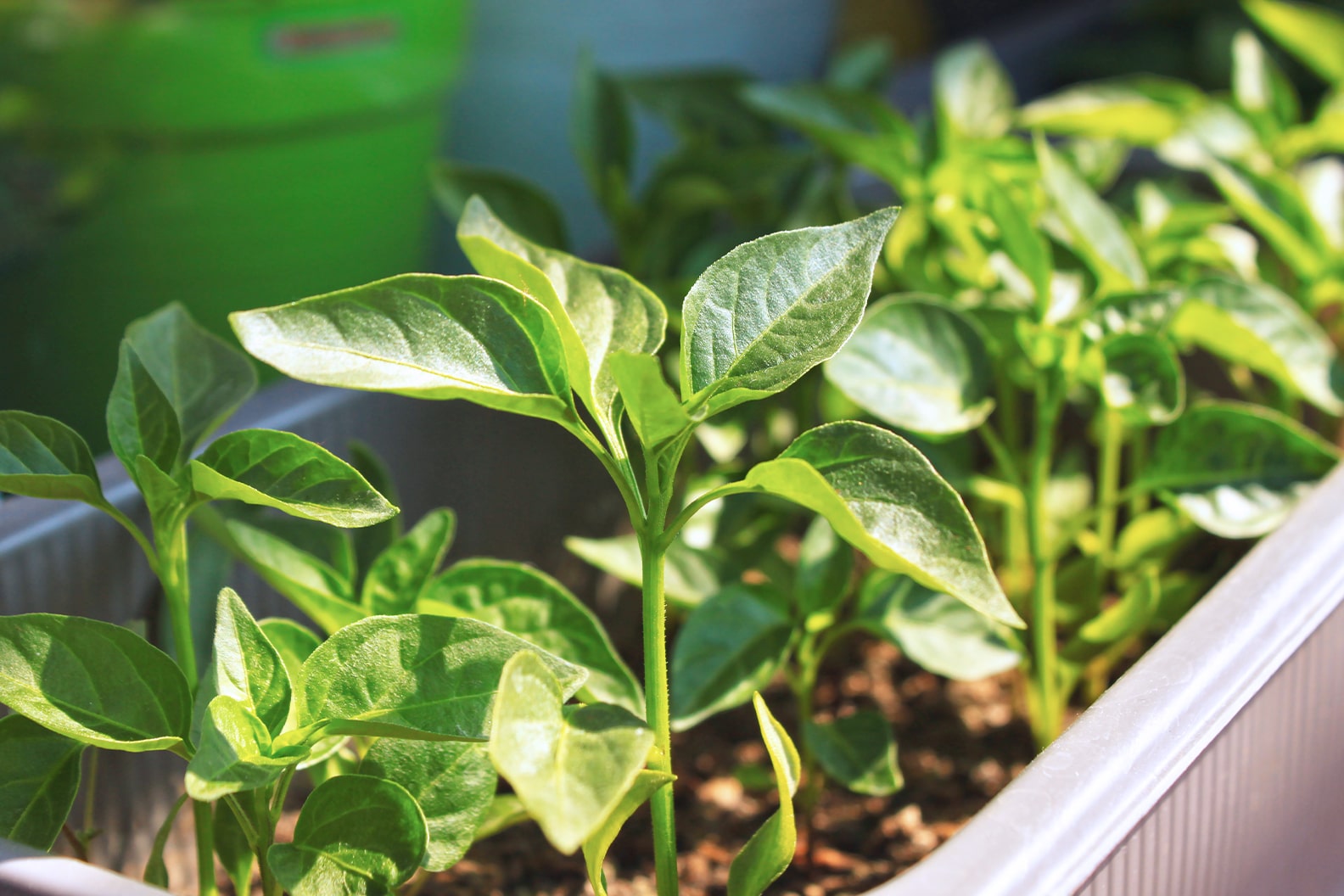 Chilli Seedlings