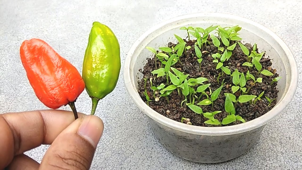 Chilli Seedlings