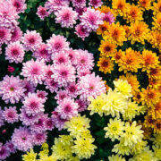 Chrysanthemum Flowers