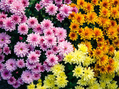 Chrysanthemum Flowers