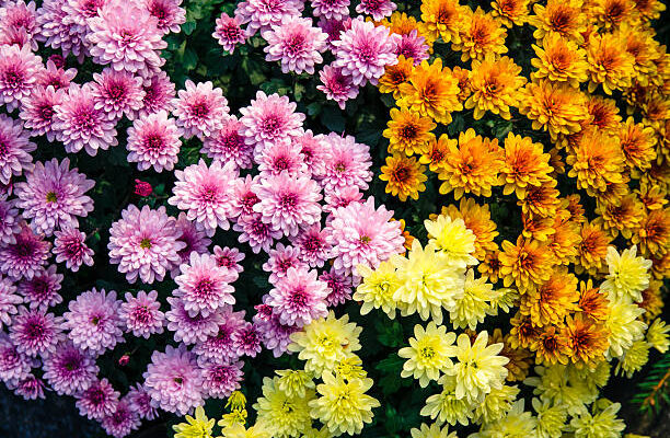 Chrysanthemum Flowers