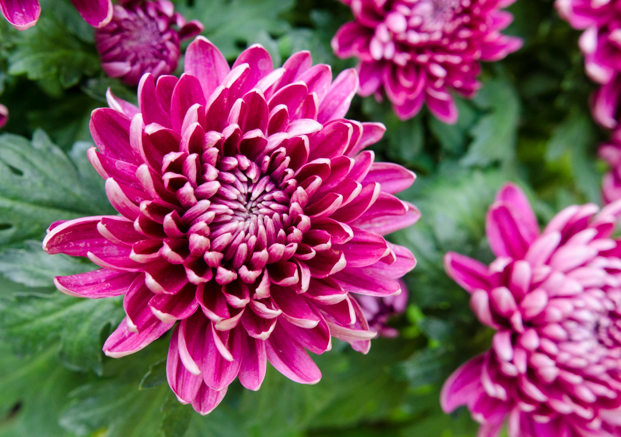 Chrysanthemum Flowers