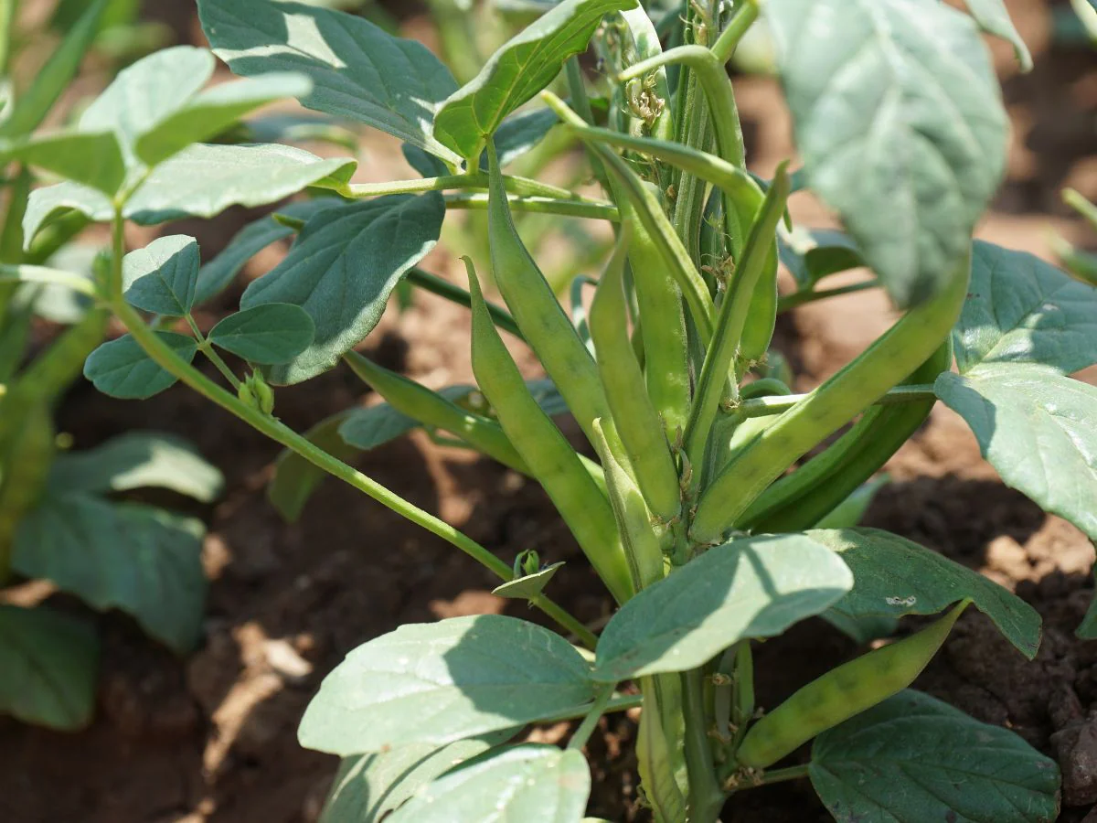 Cluster Beans