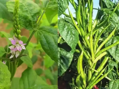 Cluster Beans