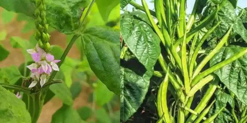 Cluster Beans