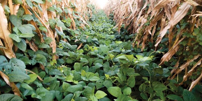 Cover Crops