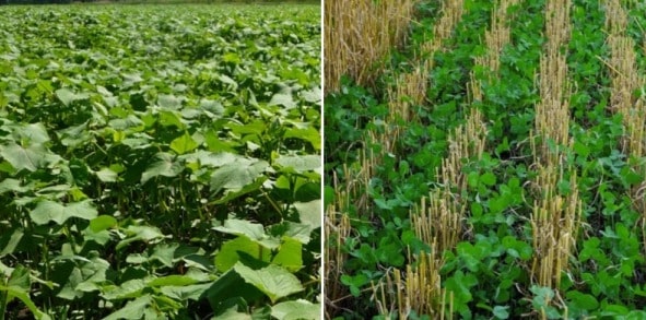 Cover Crops