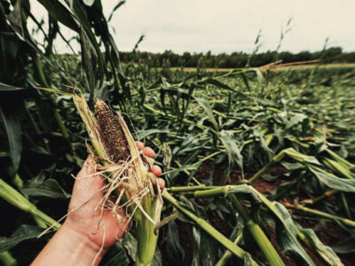 Crops Damage