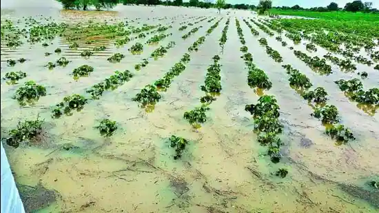 Crops Damage