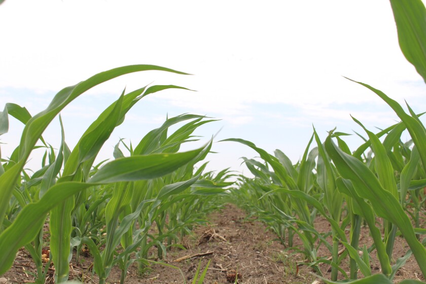 Crops Under Rainy Conditions