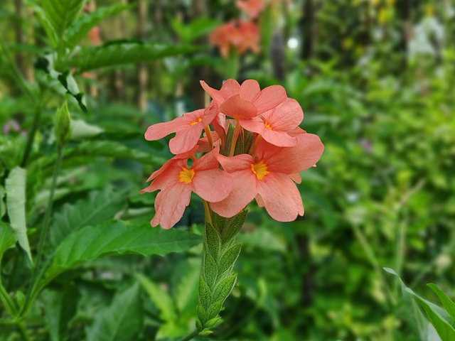 Crossandra Flowers