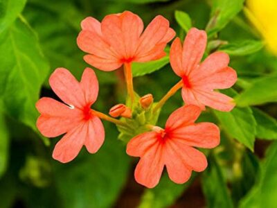 Crossandra Flowers