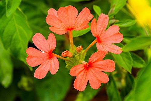 Crossandra Flowers