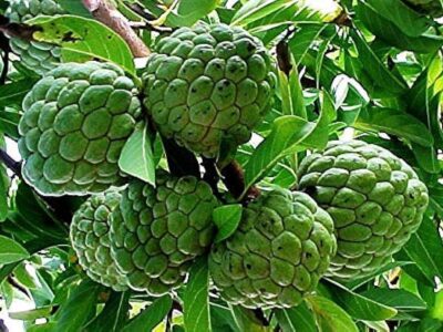 Custard Apple Farming