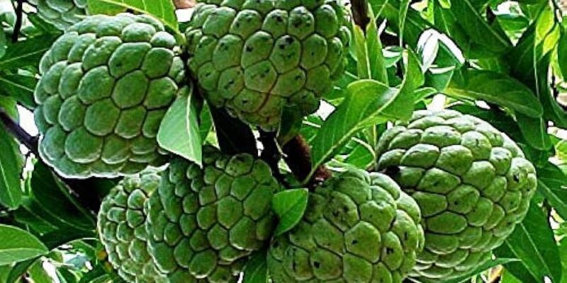 Custard Apple Farming