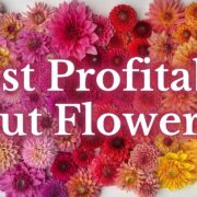 Cut Flowers Farming