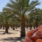 Date Palm Cultivation