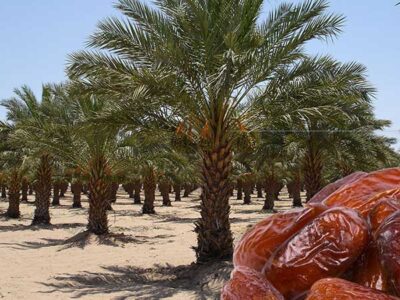 Date Palm Cultivation