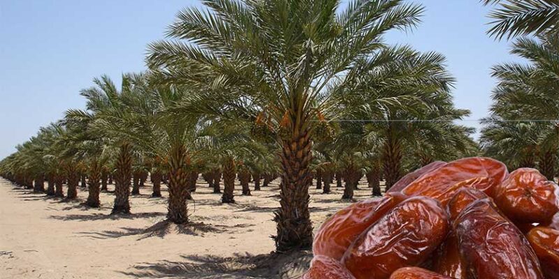 Date Palm Cultivation