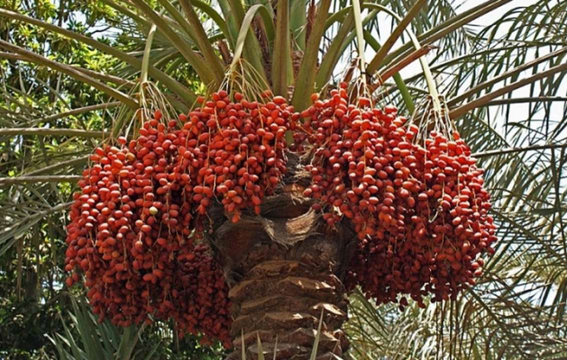 Date Palm Cultivation