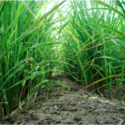 Direct Seeding of Rice