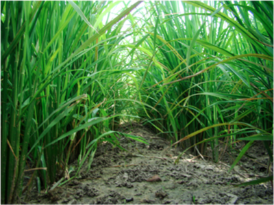 Direct Seeding of Rice