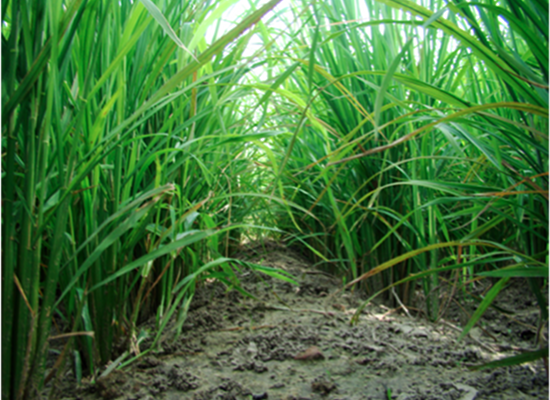 Direct Seeding of Rice