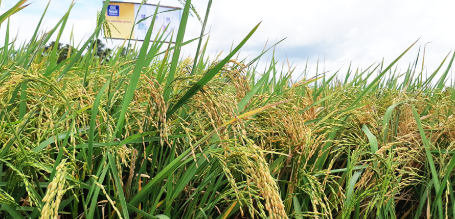 Direct Seeding of Rice