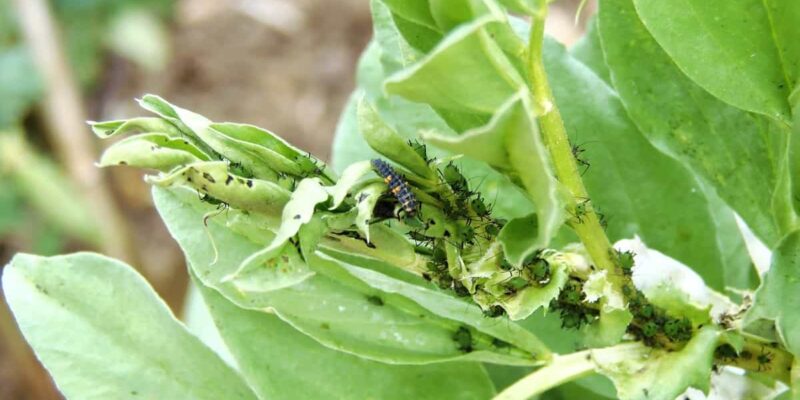 Disease Management in Black Gram