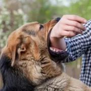 Dog Bite Precautions