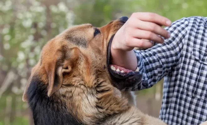 Dog Bite Precautions