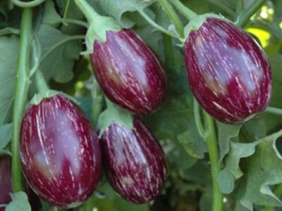 Eggplant Cultivation