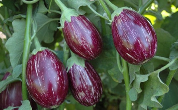 Eggplant Cultivation