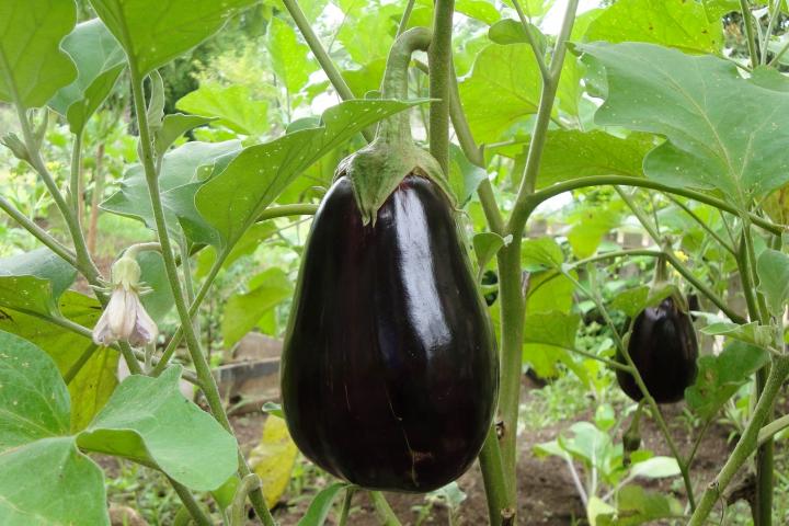 Eggplant Cultivation