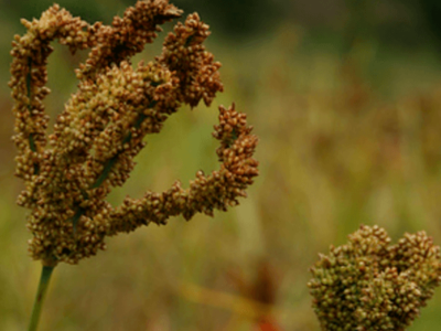 Finger Millet Cultivation