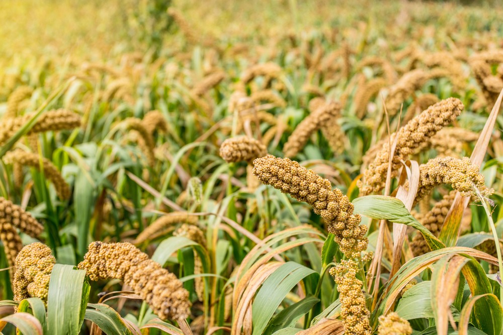 Finger Millet Cultivation