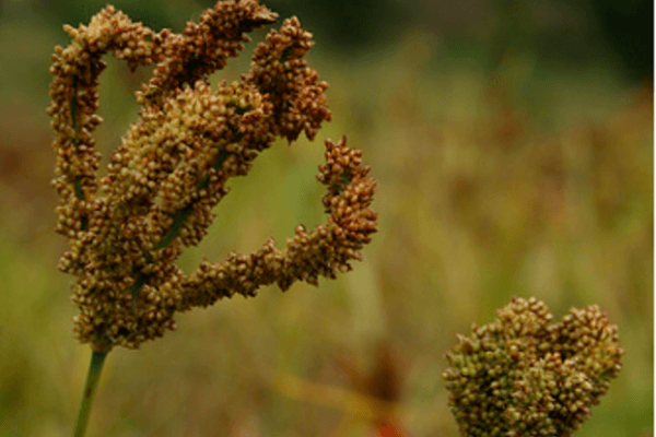 Finger Millet Cultivation