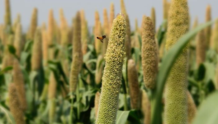 Foxtail Millet Cultivation