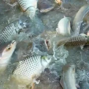 Freshwater Fish Pond Culture