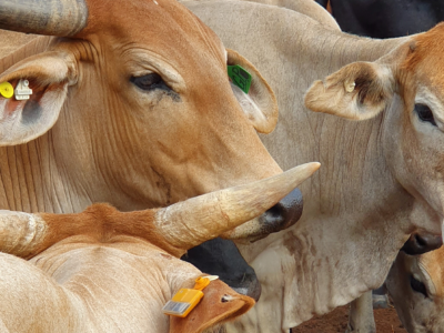 GPS Ear Tags for Cattle