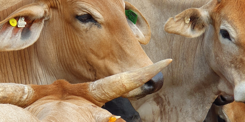 GPS Ear Tags for Cattle