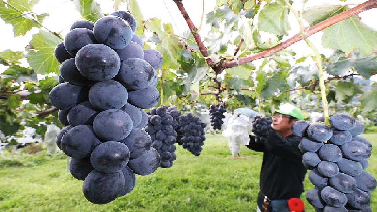 Grapes Orchard