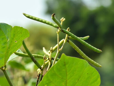 Green Gram Cultivation