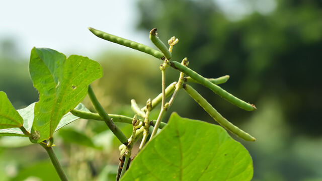 Green Gram Cultivation