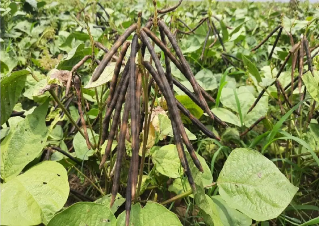 Green Gram Cultivation