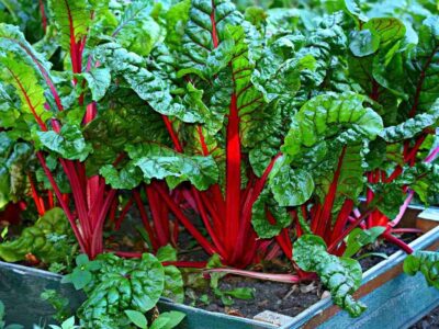 Green Leafy Vegetables Cultivation