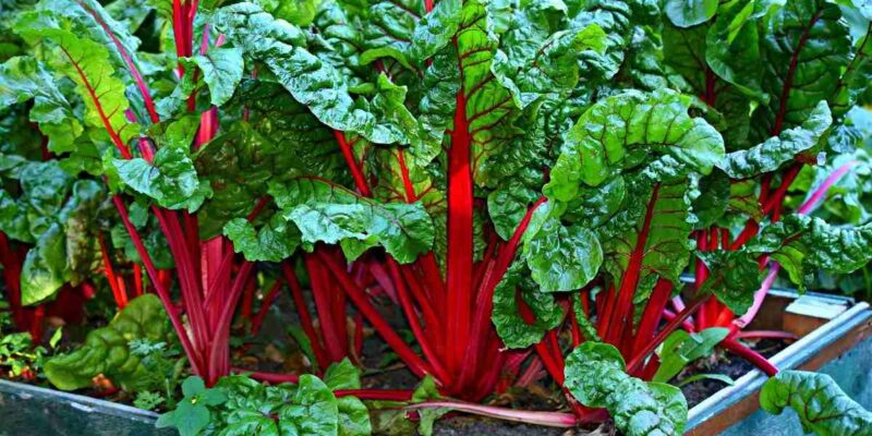 Green Leafy Vegetables Cultivation